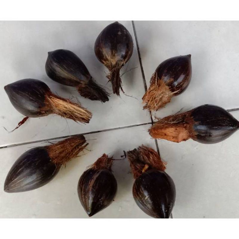 Bahan bonsai kelapa gading minion size4/6