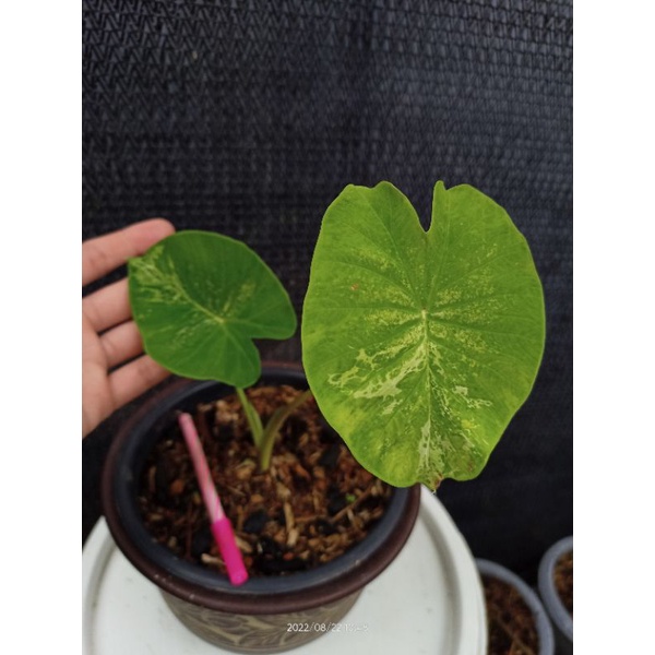 Colocasia sp. aquatilis Variegata