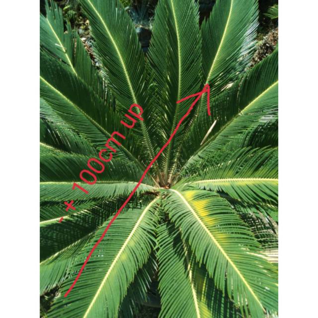 Tanaman hias Palm sikas / mawar jambe uk dewasa