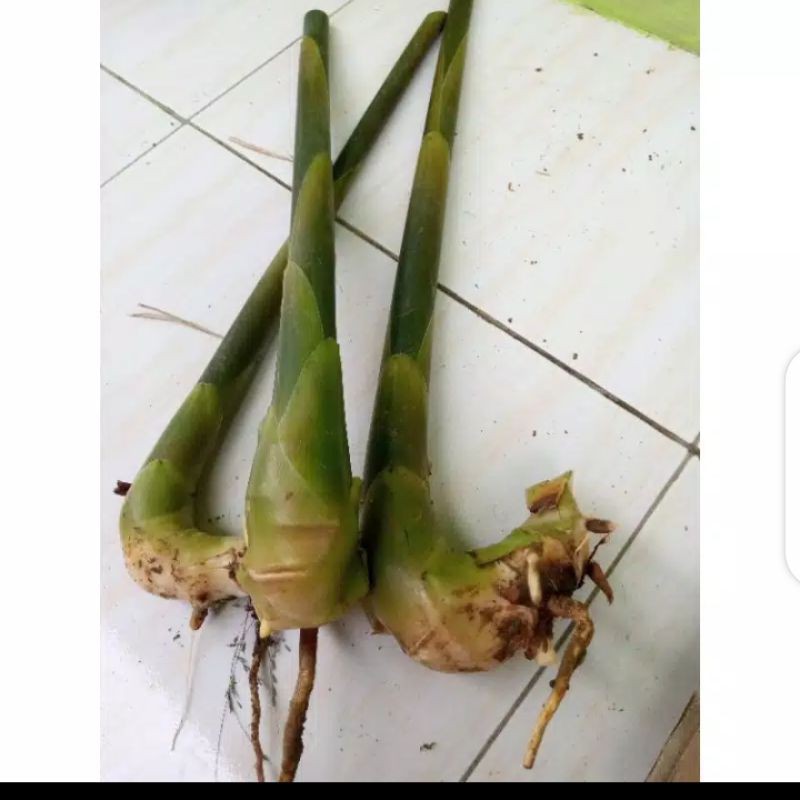 bibit honje/kecombrang hijau