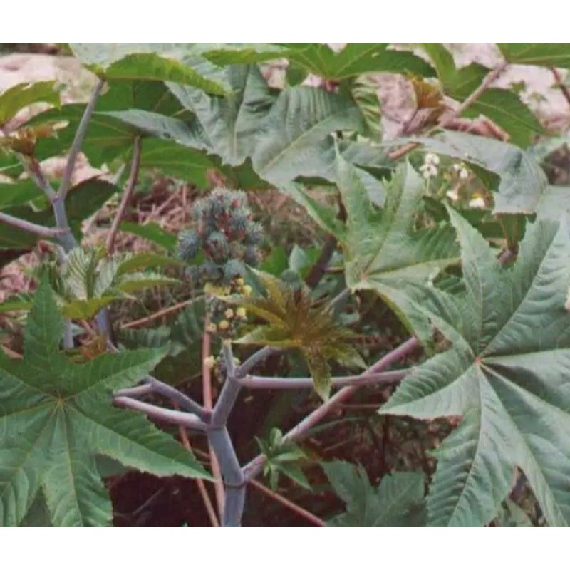 

daun jarak merah daun dan batang 1kg