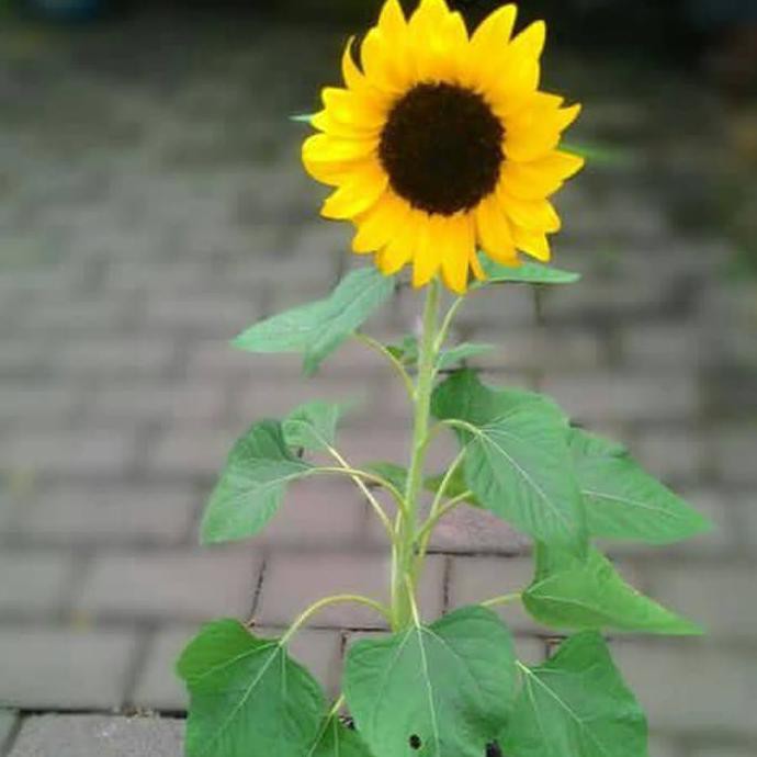 BIBIT TANAMAN BUNGA MATAHARI MINI BIBIT TANAMAN