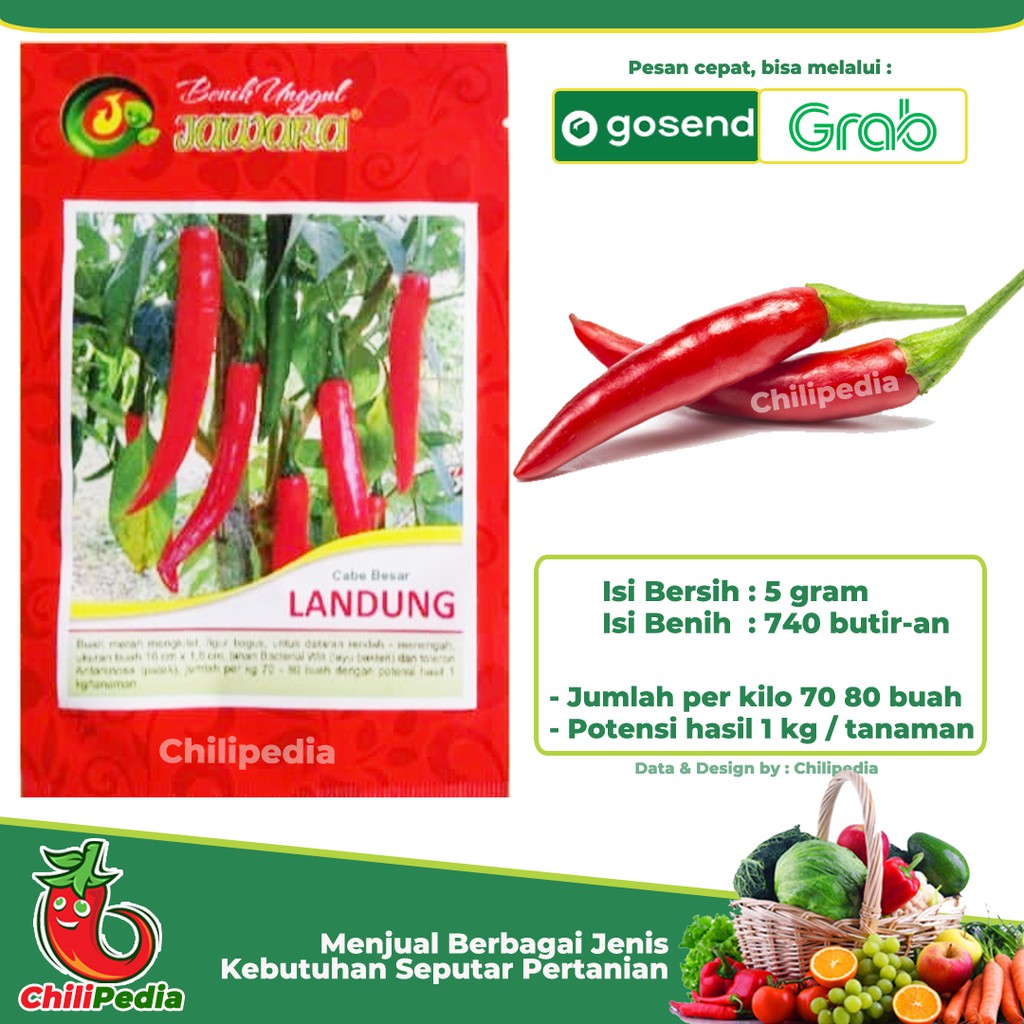 Bibit Benih Cabe Besar - LANDUNG 5 gr Benih Jawara