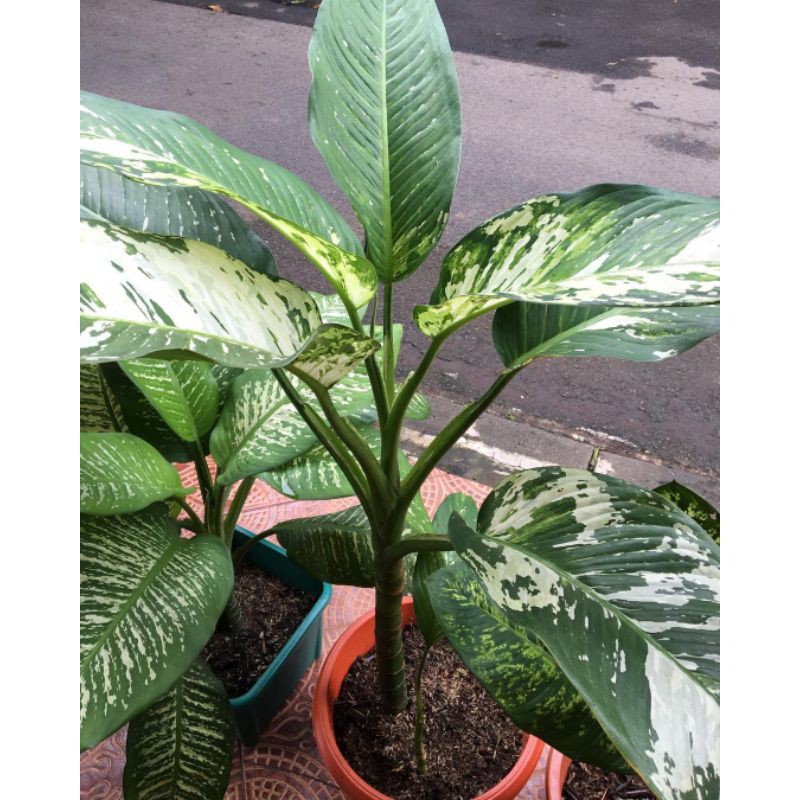 BISA COD Tanaman Blanceng Srirezeki Varigata.