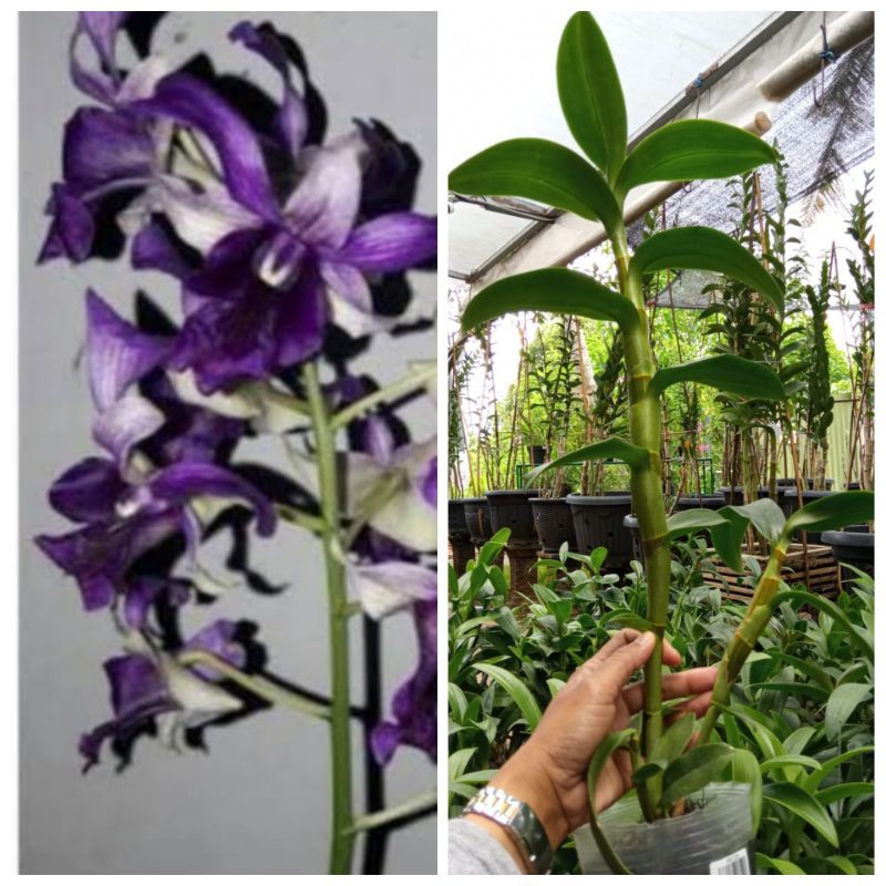 dendro indonesia raya blue besar