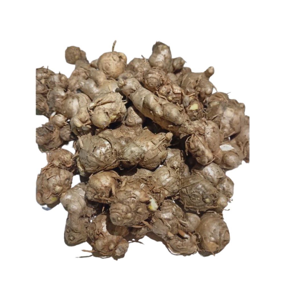 

Biang Kunyit Putih/ Curcuma Zedoaria Segar 500gr