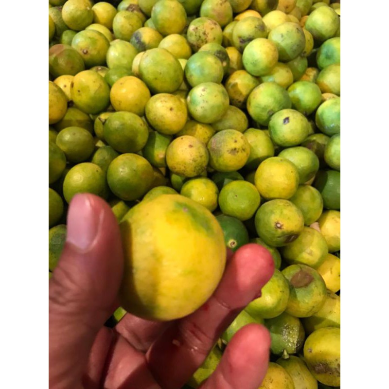 

Lemon lokal 250gr