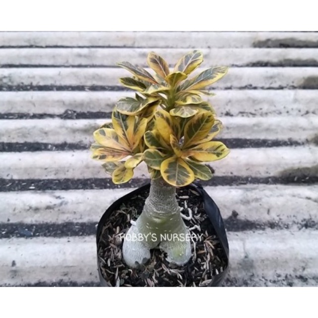 Adenium socrotanum varigata super