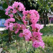 Sakura bungur pink - Bibit Tanaman Bunga Sakura Bungur Lokal - Tanaman Pohon Sakura Lokal