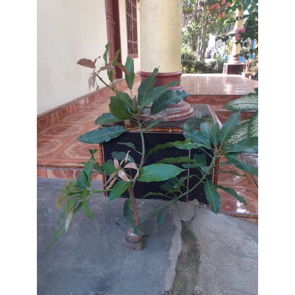 bibit fresh cangkok mangga manalagi