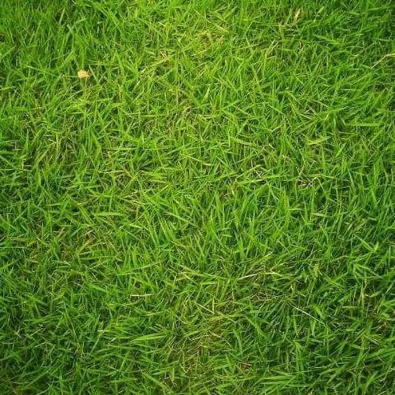 Bibit Rumput Golf Bermuda Grass Rumput Swiss