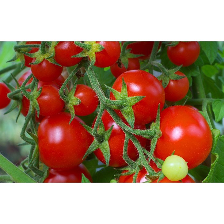 BENIH BIBIT TOMAT SAYUR KHUSUS HIDROPONIK RE SELLER HARGA GROSIR