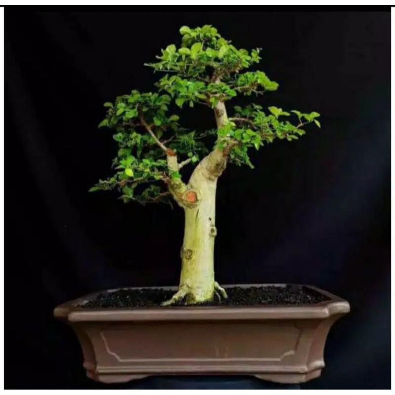 bonsai serut (streblus asper) tanaman hidup, bonsai serut smole dan mame tinggal meneruskan