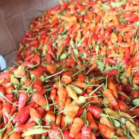 

Spesial Promo - Cabe Rawit Merah 1 Kg