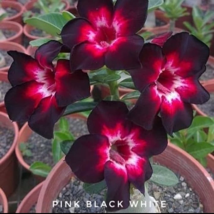 Bibit Bunga Kamboja Adenium Pink Black - Tanaman Hias