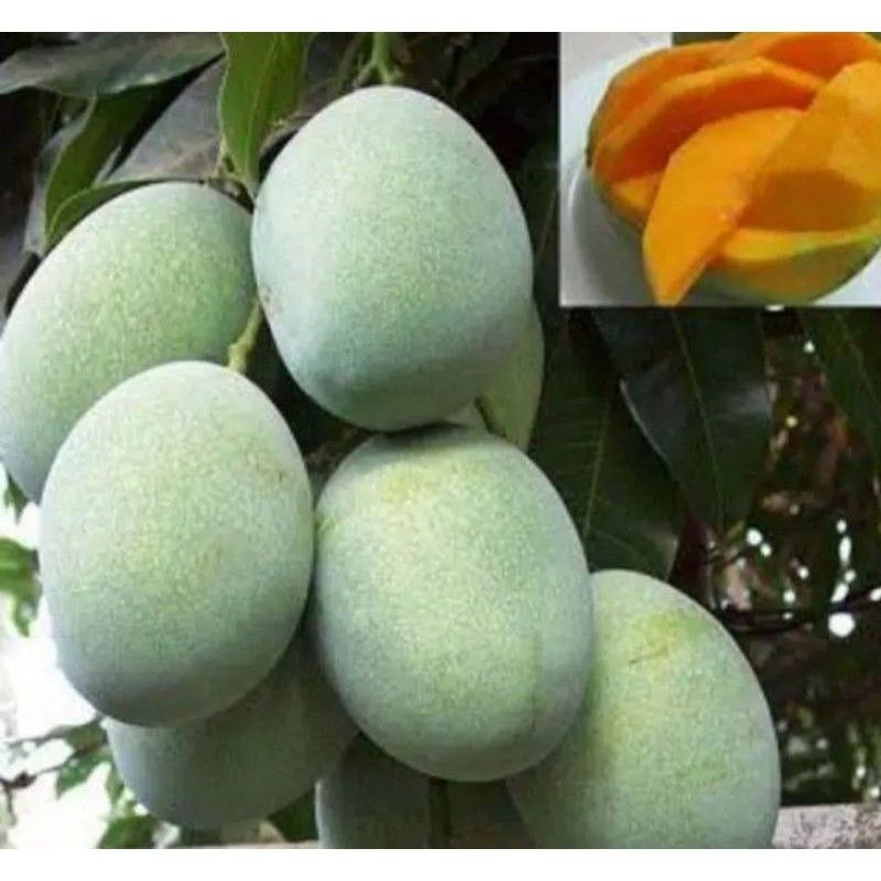 bibit mangga manalagi berbuah/ berbunga