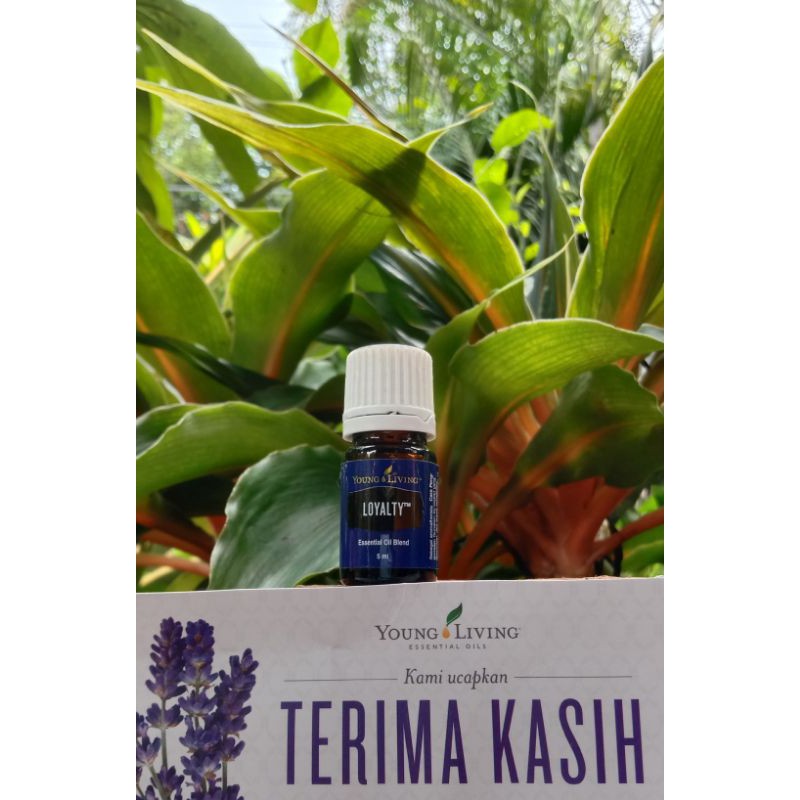 READY LOYALTY 5ML ORIGINAL & MASIH SEGEL YOUNG LIVING