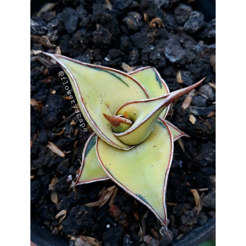 Sansevieria pinguicula variegata