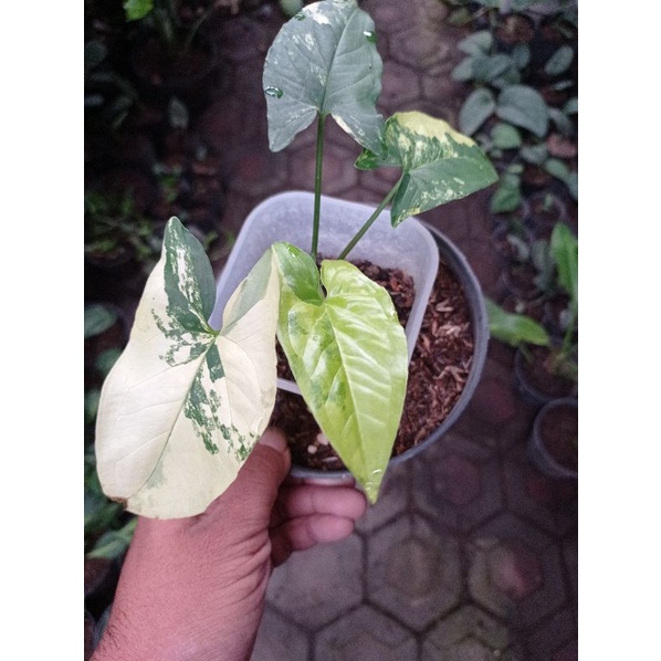 Syngonium Variegata Yellow