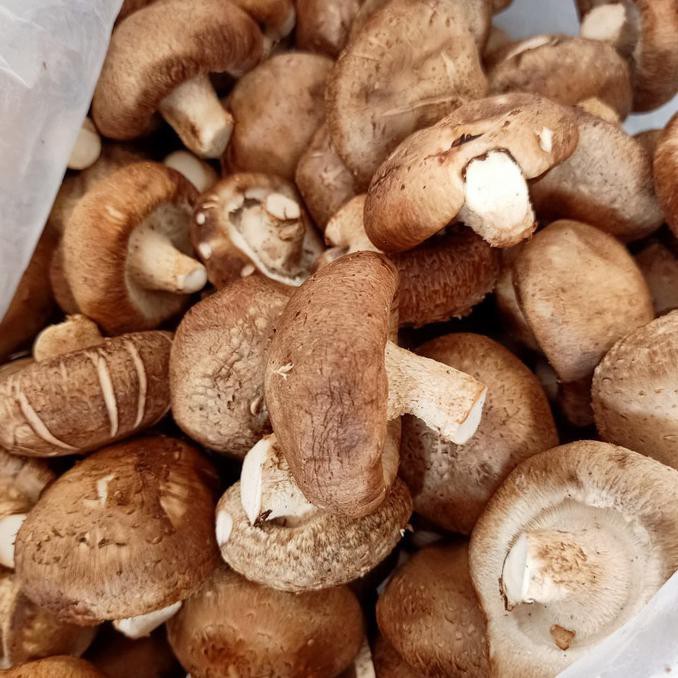 

TERMURAH Jamur Shitake Basah 1kg Kode 532