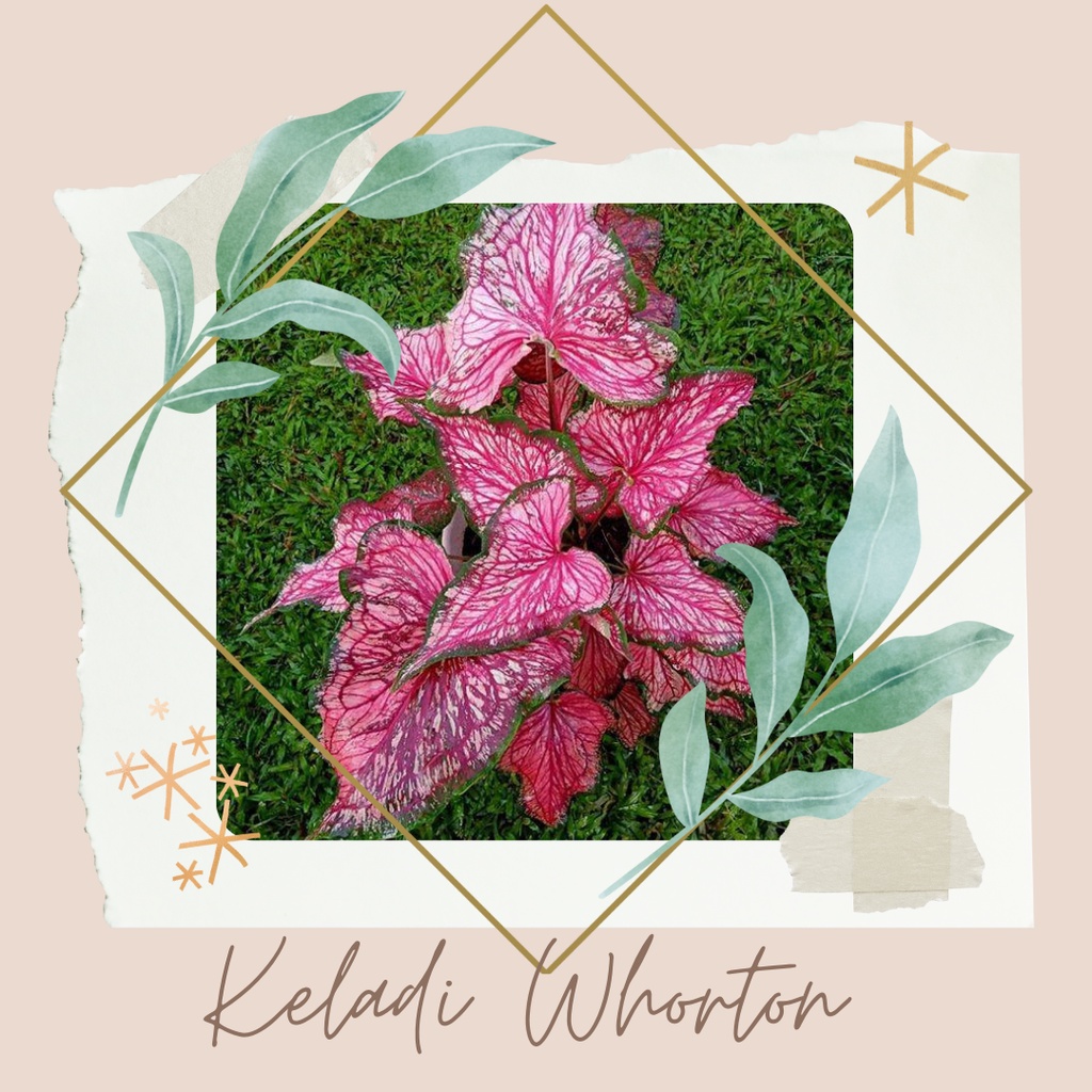 Tanaman Hias Keladi Whorton Bibit Keladi Whorton Bunga Keladi