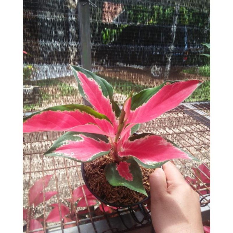 AGLONEMA SUKSOM LILIN