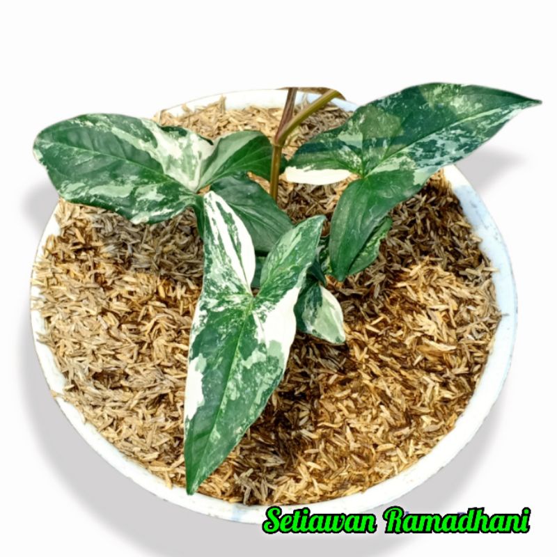 Tanaman Hias Syngonium Albo Variegata - Syngonium Variegata