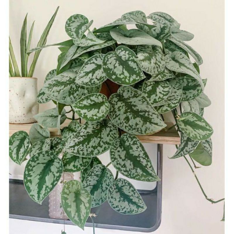 Scindapsus Silver Lady Tanaman Hias sirih gading silver scindapsus Houseplant BUNGA HIDUP