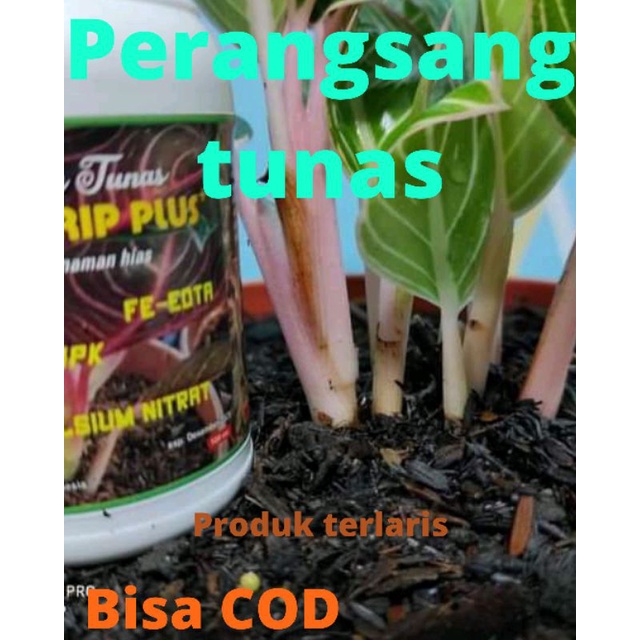 perangsang tunas/aglonema/mekar hurip plus