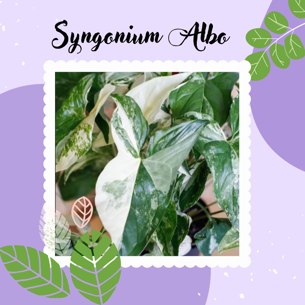 Tanaman Syngonium Albo Tanaman Hias Syngonium Albo