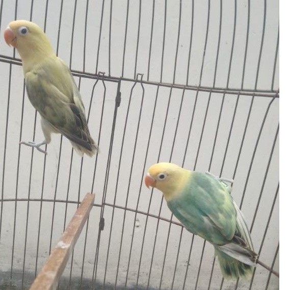 Burung Lovebird Pb Dompied paud sepasang