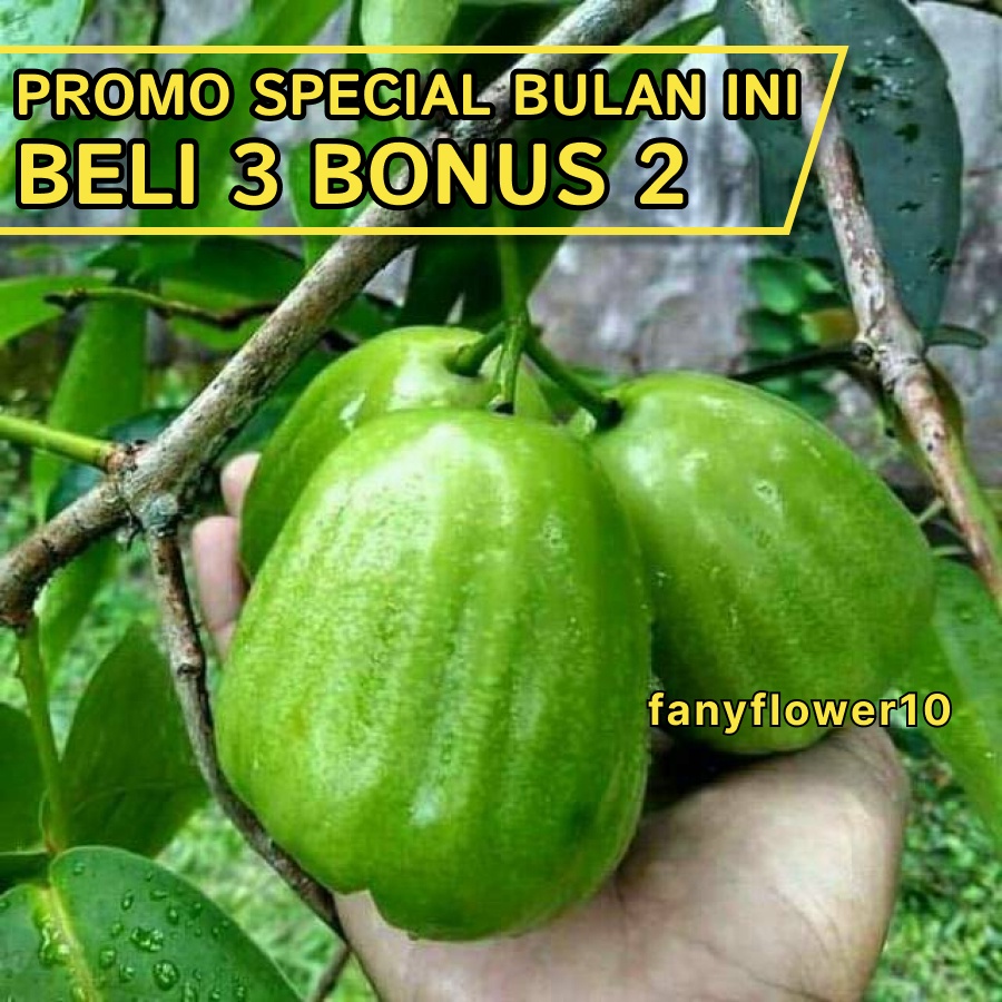 Jual Bibit Buah Jambu Air Kiojok Okulasi Shopee Indonesia