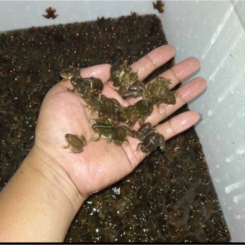 Kodok Air Hidup Pakan Ikan Arwana dan Predator