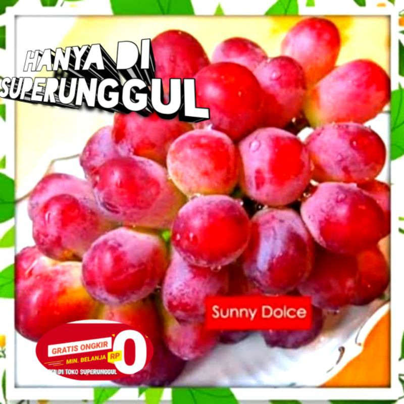 Bibit Anggur Import Jenis Suny Dorce