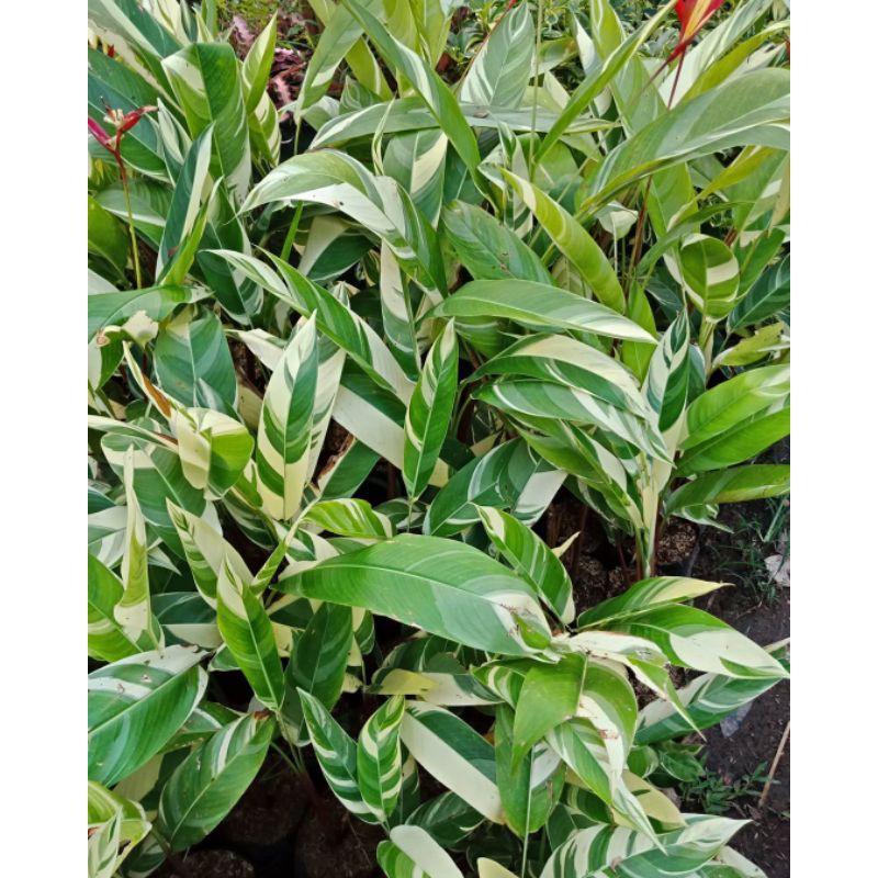 Heliconia Variegata / Pisang Pisangan Variegata