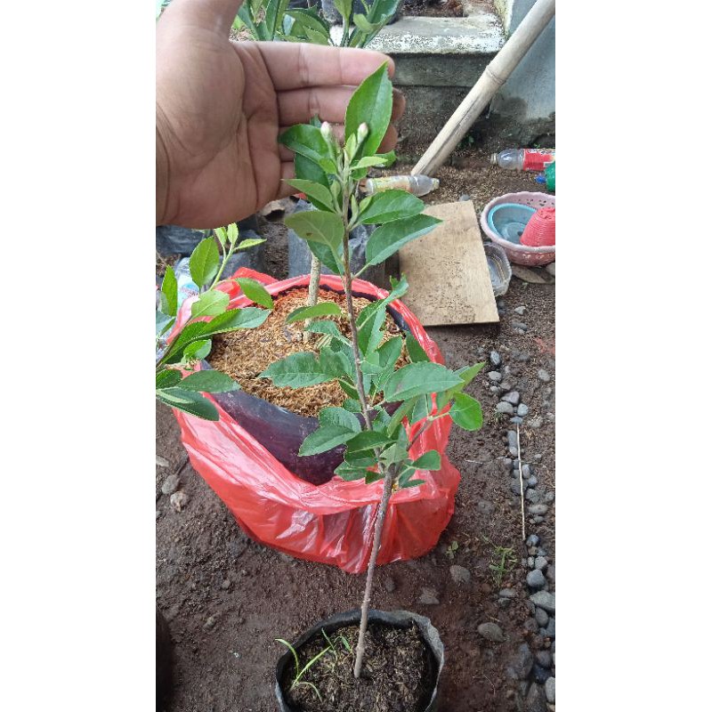 bibit apel ana dan mana lagi