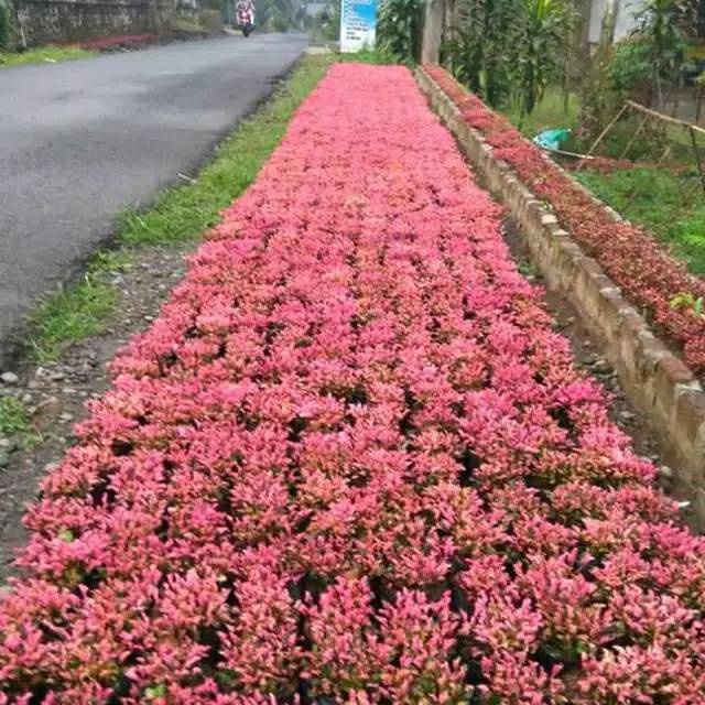 Tanaman Krokot Daun untuk Taman Mawar