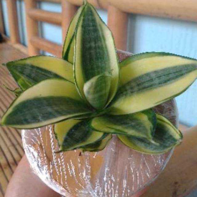 SANSIVERA GOLDEN HONEY+POT