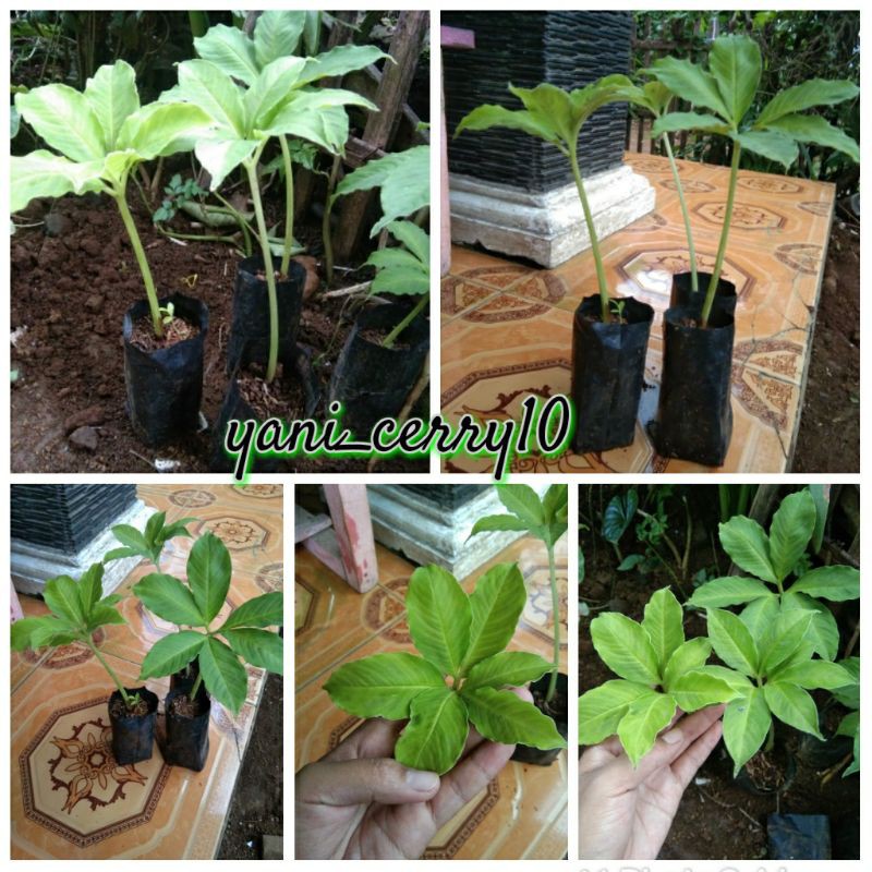 benih porang fresh siap tanam / 1 pcs