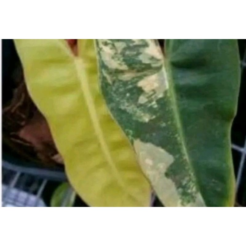 tanaman hidup bunga hidup  Philodendrom Kabel Busi Variegata