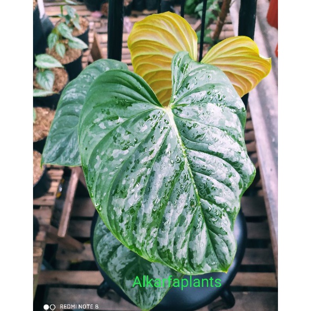 philodendron majestic