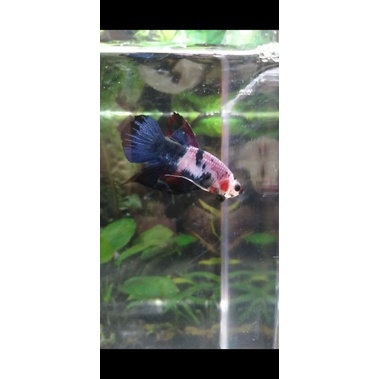 Ikan Cupang Hias Koi Candy