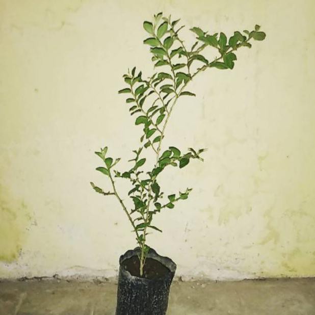 Bidara Arab Besar
