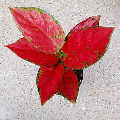 Aglonema super red vennus dewasa daun 8-9-10++