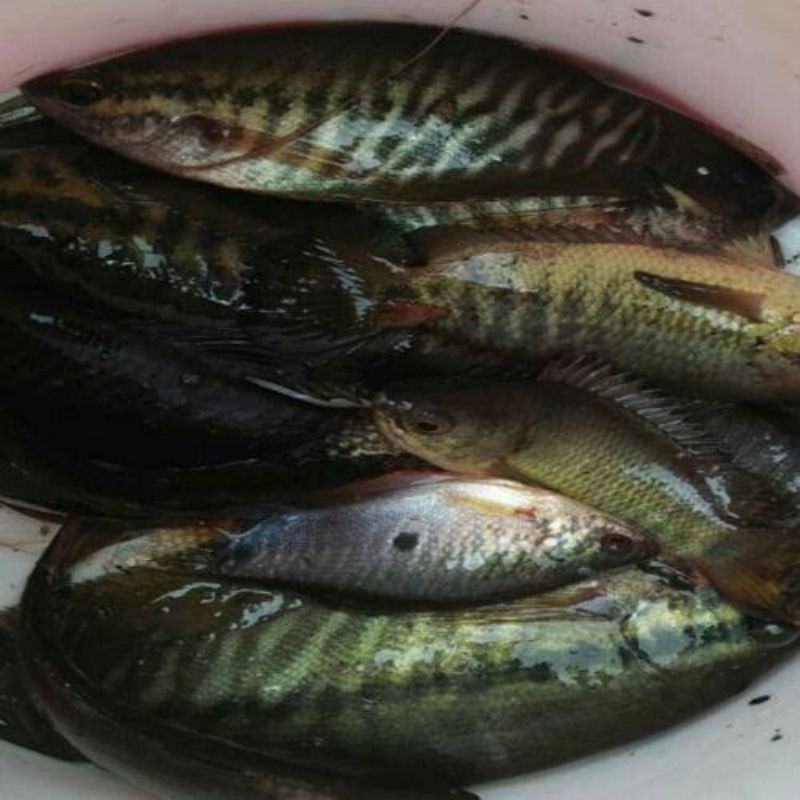 Ikan Sepat Ukuran Kecil / Berat 500 gram