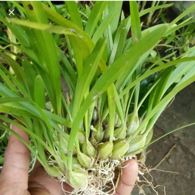 ANGGREK HUTAN BULBO MINI SIAP TANAM_TANAMAN HIAS