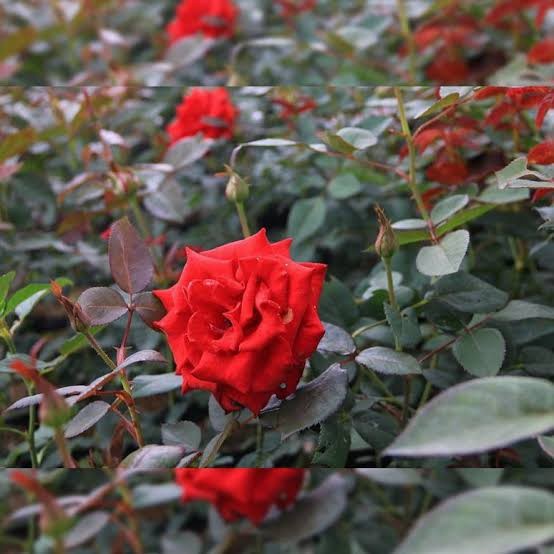 bibit bunga mawar merah