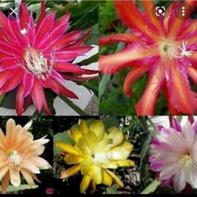 promo paket 5 bibit bunga Wijaya Kusuma gantung/bibit tanaman hias bunga Wijaya gantung gantung