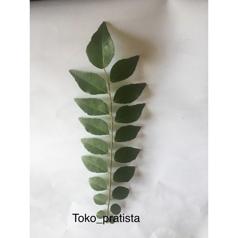 

Daun kari/ salam koja (Curry leaves) (5 batang) belum di serut.