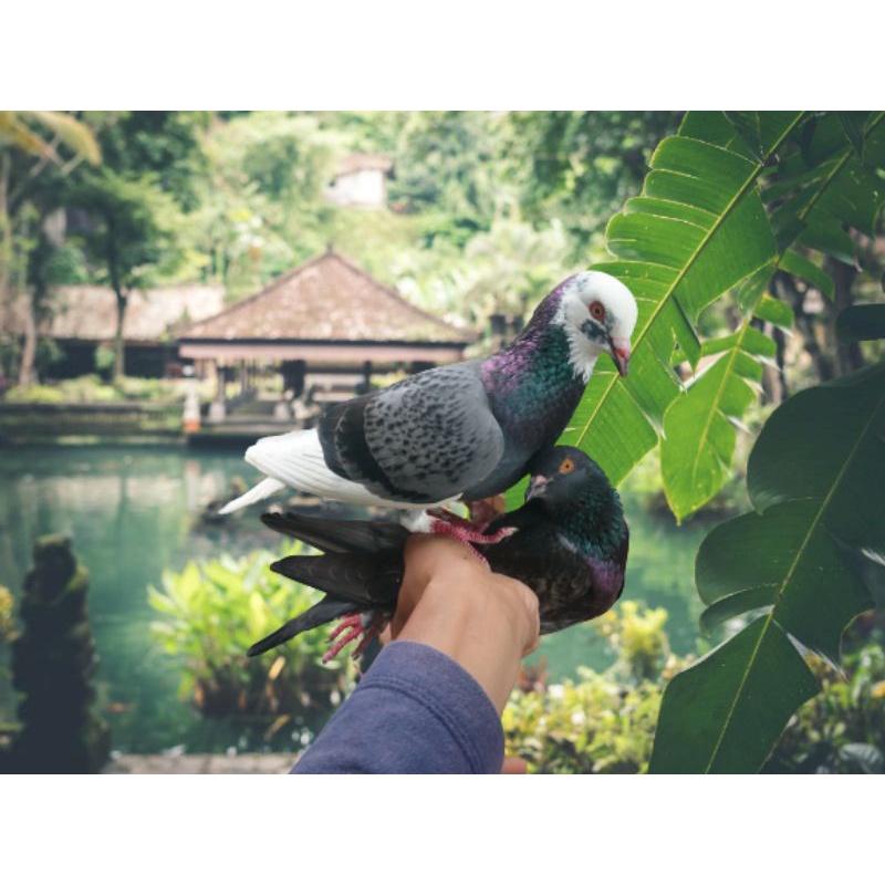 Merpati Kolong Tinggi